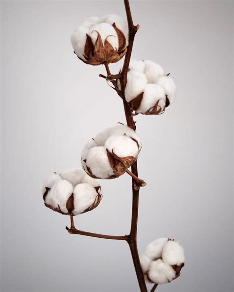 burberry cotton peru